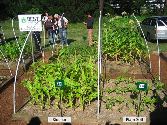 Biochar plus NPK compared to unamended soil